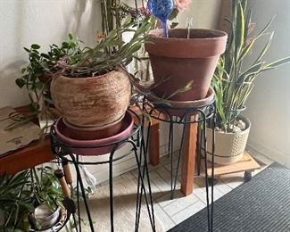 Plants and plant stands
