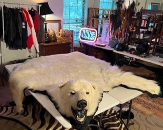 Huge and amazing full real polar bear rug! 