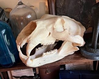 Real polar bear skull! Comes with paperwork as well! Excellent condition, overall, one tooth has a crack and the top and bottom are not wired together yet.