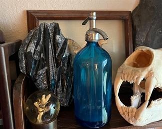 Old blue seltzer bottle, some great fossils and some naturalist mounts of crazy huge bugs that I’m glad don’t live here