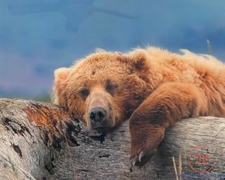 THOMAS MANGELSEN "Life's A Bear - Brown Bear" ARTIST PROOF 64/150 (30" x 45")