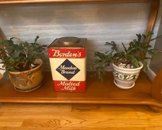 Blooming Christmas Cactus plants!