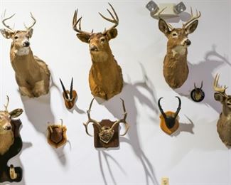 Taxidermy