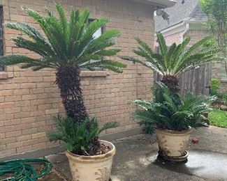 Sago Palm plants