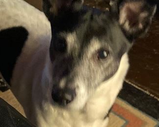 Pup NFS, just supervising!    “Oh my!”