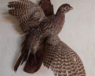 Hen Pheasant in-flight Taxidermy 