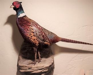 Rooster pheasant Taxidermy 