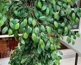 This fabulous faux tree measures 61 inches tall.