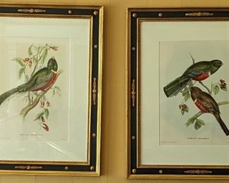 Dozens of antique and vintage hand colored prints from Trowbridge.