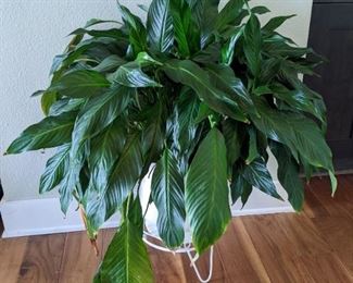 Indoor Plant