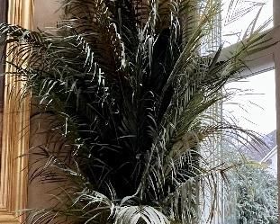 Very Tall Decorative Freeze Dried Plant. Do you have a space that needs a decorative touch? Have high ceilings? Need a statement piece? This lovely faux plant is for you! It is over 14 feet tall. It will need a large truck to transport it to your home.