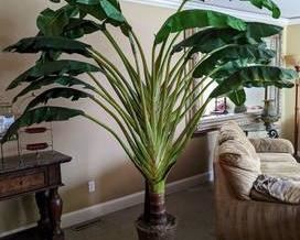Huge Faux Palm Plant. Add this lovely plant to your home decor and feel like you are in the tropics!

This item measures over 8’ft high