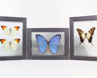 Lot 8: 4 Mounted & Framed Butterflies,Moths,Morpho Godarti. Three framed displays with mounted butterflies. Includes, two Great orange-tips (Hebomoia glaucippe), a Godart's morpho (Morpho godarti) and a Eurytides serville.

Dimensions for smallest frame are 6 in h x 8 in w x 1.5 in d. Dimensions for largest frame are 8 in h x 6 in w x 1.5 in d. Condition is excellent. Please call or email for a detailed condition report.