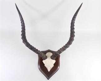 Lot 10: Rowland Ward Mounted Impala Skulls & Horns,Taxidermy. Mounted horns and partial skull on a wooden shield by Taxidermist Rowland Ward. Label on back reads "Modelled by Rowland Ward Ltd. taxidermists 64/65, Grosvenor Street, London."

Dimensions are 20 in h x 19.25 in w x 15.75 in d. Condition is very good to excellent. Please call or email for a detailed condition report.