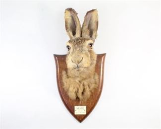 Lot 13: Antique Taxidermy Hare Mask Mount Wood Shield,P. Spicer & Sons. A brown hare on wood shield with a plaque "Cambs: Harriers Manor House Coton March 2nd 1935." The back of the shield is marked with "P.Spicer & Sons Taxidermists Leamington 4."

Dimensions are 13 in h x 6.5 in w x 6.5 in d. Condition is fair to good. Some wear on ears and back of neck. Please call or email for a detailed condition report.