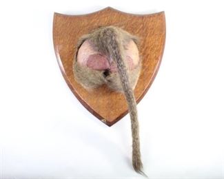 Lot 21: Mounted Taxidermy of a Baboons Behind. A humorous taxidermy mount of a Baboon's derriere. On a wall mounted, wooden shield base, complete with tail.

Dimensions are 16 in h x 16 in w x 8.75 in d. Condition is good. Some minor wear to wood mount. Wear and cracks on preserved skin throughout. Please call or email for a detailed condition report.