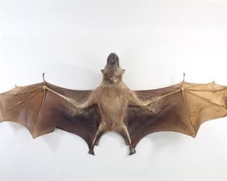 Lot 23: Full Body Hammerheaded Fruit Bat Taxidermy,Hypsignathus. An impressive Hypsignathus monstrosus, also known as a Hammer-head bat in good condition. Wings outstretched with a hook on the back to hang on the wall or ceiling.

Dimensions are 11.25 in h x 28 in w x 5.5 in d. Condition is good. Some surface wear to face, ears and tear in one wing. Please call or email for a detailed condition report.