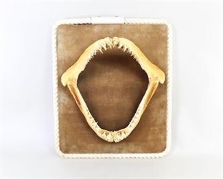 Lot 24: Sand Tiger Shark Jaw Taxidermy Brown Velvet Wall Mount. This shark jaw on brown velvet backing with a white rope border really shows what an impressive set of teeth this creature has. Great for hunting or fishing enthusiasts, or perhaps as bathroom decor to inspire good dental hygiene.

Dimensions are 12.25 in h x 16.75 in w x 7 in d. Condition is fair, with minor discoloration and wear to velvet and several cracks in jaw. Please call or email for a detailed condition report.