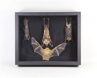 Lot 25: 4 Taxidermy Bats in Black Glass Display Case. Four bats, three hanging and one with its wings spread out in glass case with black backing and frame. Two of the hanging bats have their wings wrapped around their bodies. Possibly different specimens.

Dimensions are 12 in h x 15 in w x 3 in d. Condition is very good. Minor wear to bats from time, some fingerprints and inner markings on glass. Please call or email for a detailed condition report.