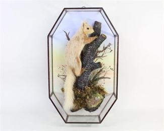 Lot 29: Red Squirrel Taxidermy in Octagonal Glass Wall Mount. Full mount red squirrel stands in an alert climbing position on a branch, with brush and foliage details set against a watercolor painted back board, enclosed within an eight-glass octagonal shaped wall hanging display case. Very closely resembles a  squirrel mount made by early 20th-C. British taxidermist W.F. Homer that was auctioned in 2019, though this display is unlabeled. 

Dimensions are 20 in h x 12 in w x 4.5 in d. Condition is very good, with only minor wear to exterior and slight water staining at bottom. Please call or email for a detailed condition report.