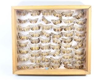 Lot 110: Yellow-Banded Underwing Moth Entomology Specimen Collection w Case. Museum archival wood and glass display case contains approximately 50 different specimens of what appears to be the yellow-banded underwing moth, or Catocala cerogama, which occurs in eastern North America. Colorful moths are labeled with dates between the 1960s to 1980s. Lid of case lifts up for convenient access to interior. Interesting to note the subtle differences between each specimen.

Dimensions are 17 in h x 19 in w x 3 in d. Condition is fair, with wear to interior, including collected dust, surface wear to wood edges, spots on backing, and parts of encasing in need of repair. Please call or email for a detailed condition report.
