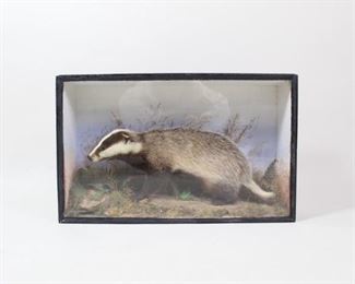 Lot 149: Badger Antique Taxidermy Full Body Mount in Glass Case. 1-sided glass front case is painted black, with interior painted in sky hues and a naturalistic setting of soil with grass, moss, and ferns. Badger in walking pose is turned slightly toward front, its distinctly striped head with inquisitive eyes on display.

Dimensions are 16.75 in h x 26.75 in w x 6.75 in d. Condition is good, with minor wear to outside of case and some discoloration inside on left wall.
