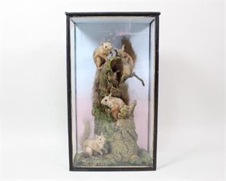Lot 150: 5 Red Squirrels on Tree Antique Cased Taxidermy Mount. Fine example of antique taxidermy featuring five impossibly cute red squirrels in various squirrel-like poses around a tree hollow. One has a nut in its hands, another some moss in its mouth to make a nest with. 3-sided glass case is painted black with gilt trim details. in a Naturalistic setting with lifelike textures and backdrop painted a sunset gradient from light blue to pink. Label at bottom left of back panel reads "May 75" and an illegible name, possibly "Eyre," in handwritten script.

Dimensions are 32 in h x 18.5 in w x 9.5 in d. Condition is good, with wear to wood, chips to paint and crack down back that has been taped over. Please call or email for a detailed condition report.
