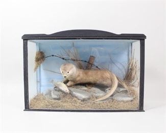 Lot 151: Mink with Fish Antique Taxidermy in 3-Side Glass Case. Striking taxidermy mount of a full-body mink with unusually light-colored fur. Possibly a juvenile otter. In a natural setting of rocky outcropping among grass, about to eat a fish. Barbed wire on a fence post is a nice detail, suggesting human presence. Sky blue painted rear panel. Wood case is painted black, with detail trim at top front.

Dimensions are 20.25 in h x 30.5 in w x 12 in d. Condition is very good, with minor surface wear. Please call or email for a detailed condition report.