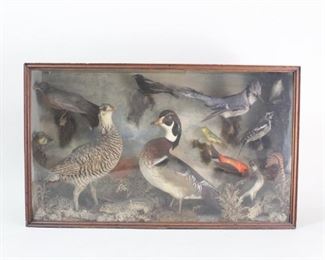 Lot 152: Taxidermy of 11 Birds in Naturalistic Glassfront Case. Quite an assortment of birds in this naturalistic scene including what looks like a grouse, some kind of duck, and several other colorful species. One rodent, probably a chipmunk, shares the case with them. Glass front display in dark stained wood case with decorative front trim. Interior backdrop painted in sky hues, with mossy, grassy ground below and branchy perches seeming to emanate from the sky, giving a nice 3-D quality. Said to have come from a college in Massachusetts.

Dimensions are 18 in h x 30 in w x 6.25 in d. Condition is very good, with minor surface wear. Please call or email for a detailed condition report.