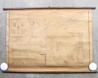 Lot 183: Antique Insect Structures General Biology Entomology Chart Poster. An educational pull down chart published by Denoyer-Geppert Co., Chicago. Wood top and bottom and illustrated with the general build up structure of insects. Marked "Western State Teachers College, Kalamazoo, Michigan" and "GB6 Insect structures."

Dimensions are 32.25 in h x 47 in w x 1 in d. Condition is fair to good. Heavily stained & discolored. Creases and worn edges. Wear to wood. Please call or email for a detailed condition report.
