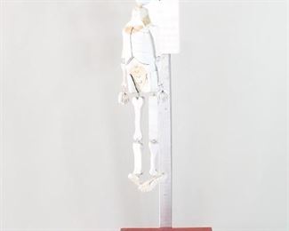 Lot 267: Carved American Folk Art Sculpture,Skeleton Eye Chart. Humorous and large sculpture is made of painted wood and depicts a smiling skeleton hanging in front of an eye chart. Eye chart has graduated drawings of eyes rather than the expected letters. Created in the early 1980's by New England outsider artist Robert Wincuinas.
Dimensions are 70 in h x 18.25 in w x 15 in d. Condition is good with some discoloration. Please call or email for a detailed condition report.