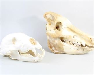 Lot 309: Lot w/1 Full Wild Boar & 1 Black Bear Taxidermy Skull. A full wild boar skull, missing some of its front teeth and one full black bear skull. The black bear skull has a complete set of teeth and appears to be in great condition.

Dimensions for wild boar are 8.5 in h x 6.25 in w x 9.5 in d. Dimensions for black bear are 5.5 in h x 5 in w x 10.25 in d. Condition is good to very good. Wild boar is missing 5 teeth in the front. Please call or email for a detailed condition report.