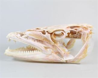 Lot 310: Taxidermy Barracuda Sphyraena Fish Head Skeleton Skull. The skull of one of the oceans most ferocious predators with an almost complete set of teeth.

Dimensions are 4.25 in h x 4.5 in w x 10 in d. Condition is good to very good. Missing a few teeth. Please call or email for a detailed condition report.