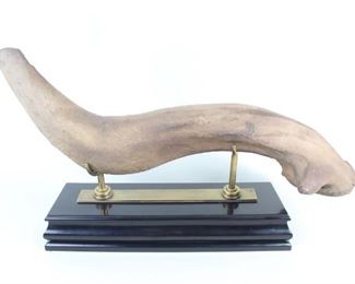 Lot 314: Irish Elk Megaloceros Giganteus Mounted Partial Antler. A partial antler of the long extinct Megaloceros Giganteus. The pre-historic animal could grow antlers that spanned 12 feet from tip to tip. This partial specimen is mounted on a black painted wooden base with brass stand.

Dimensions are 9.25 in h x 16 in w x 5.25 in d. Condition is very good. Please call or email for a detailed condition report.