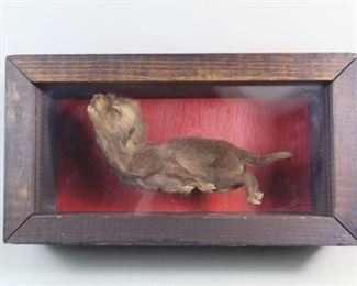 Lot 315: Preserved Full Body Baby Fox Taxidermy in Display Case. A taxidermy baby fox mounted in a small wooden display case with a red painted back.

Dimensions are 5.25 in h x 9.5 in w x 3.5 in d. Condition is very good. Minor wear to casing. Please call or email for a detailed condition report.