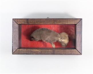 Lot 316: Full Body Baby Fox Taxidermy in Wooden Display Case. An infant fox mount with a brown/gray coat. Mounted in a wooden display case with a red painted back.

Dimensions are 5 in h x 9.5 in w x 3.75 in d. Condition is very good to excellent. Minor wear to fox.Please call or email for a detailed condition report.