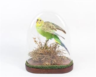Lot 319: Colorful Parakeet Bird Taxidermy in Victorian Glass Dome Case. Colorful Parakeet mounted on a branch with a natural grass base. The wings are slightly lifted as if it just landed or is about to take flight. Wooden base with an oblong glass dome.

Dimensions are 8 in h x 6.75 in w x 3.25 in d. Condition is very good. Minor surface wear and small chip in dome. Please call or email for a detailed condition report.
