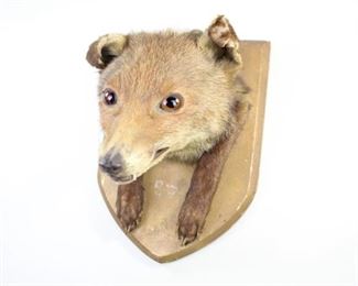 Lot 351: Antique Fox Head & Paws Mounted/Gold Plaque Taxidermy. Unusual fox taxidermy has the head and paws mounted on a wood plaque painted gold. A metal hook on the plaque allows for easy hanging.
Dimensions are 11 in h x 7.75 in w x 8.75 in d. Condition is good with minor surface wear, mostly to the wood mount. Please call or email for a detailed condition report.