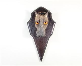 Lot 352: Hammerhead Fruit Bat Head Mount Taxidermy,Hypsignathus. A Hypsignathus monstrosus, also known as a Hammer-headed bat. Head with large and bright glass eyes, mounted on an interestingly shaped wooden mount.

Dimensions are 8.75 in h x 4.5 in w x 3.5 in d. Condition is good. Minor wear and scuffs, mostly to wooden mount. Please call or email for a detailed condition report.