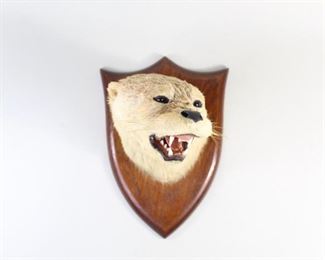 Lot 353: Peter Spicer & Sons Antique Otter Head Mask Mount,Taxidermy. Beautiful and fierce white otter mask mount by British Victorian taxidermist Peter Spicer & Sons, from the 1920s. The neck is slightly turned to the side and the mouth is open and the teeth are bared. Label on the back.

Dimensions are 10 in h x 7.5 in w x 9 in d. Condition is very good to excellent. Please call or email for a detailed condition report.