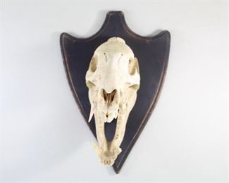 Lot 356: Mounted Peccary or Javelina Wild Boar Skull,Taxidermy. The skull of a Peccary, also known as a Javelina or Skunk pig, mounted on a black painted wooden shield. An impressive open jaw with most of its teeth intact.

Dimensions are 14 in h x 9.75 in w x 9.75 in d. Condition is very good. Minor wear and paint loss to wood mount. Please call or email for a detailed condition report.