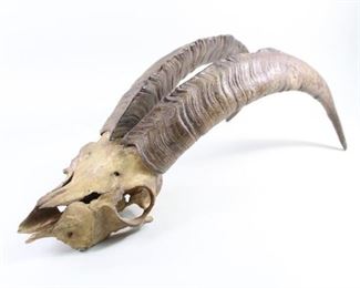 Lot 358: Wild Mountain Goat Ibex Skull, Hunting Trophy,Taxidermy. Impressive specimen is unmounted. Display on a pedestal or shelf, or have mounted on a stand.
Dimensions are 20 in h x 9.75 in w x 7.75in d. Condition is good with minor discoloration and wear. Please call or email for a detailed condition report.