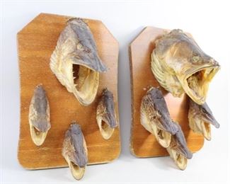 Lot 357: Pair of Wood Plaques w/Fish Heads,Fishing,Taxidermy,Oddity. Two matching plaques, each with 4 fish heads mounted. Fish heads, dried and with open mouths, are hooked on and interchangeable.
Dimensions are 13.25 in h x 8.75 in w x 6.75 in d. Condition is good to fair with surface wear, dried spots and wear to wood. Please call or email for a detailed condition report.