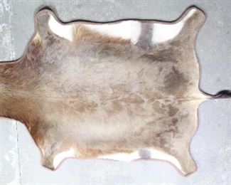 Lot 359: Red Hartebeest Hide Nicely Lined Rug,African Taxidermy. Beautifully preserved African antelope skin is well finished with a binding of leather around the edges and a gray berber type carpet underneath. At 3.5 x 5.5 feet, this is a wonderful and versatile rug for your living or bedroom.
Dimensions are 66 in h x 42.5 in w x .5 in d. Condition is very good with some wear to the binding. Please call or email for a detailed condition report.