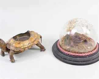 Lot 377: Full Body Turtle Ashtray & Toad Taxidermy Display Case. Lot with: full body turtle taxidermy that has been fitted with a custom brass ashtray, and one taxidermy toad. The toad, possibly a Common toad/European toad, is mounted on a wooden base in a naturalistic setting with surrounding grass and moss. Fitted with a braided pink ribbon between the base and the plastic dome.

Dimensions are 3 in h x  6 in w x 4 in d. Condition is fair to good. Turtle has cracks and repairs, damaged toes, missing one eye, one leg is fragile. Minor wear to dome base, crack in the plastic dome. Please call or email for a detailed condition report.