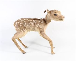 Lot 383: Freestanding Full Body Fallow Deer Baby Fawn Taxidermy. A seemingly new born fawn, a Fallow Deer, standing mount. Nice white flecked coat. Freestanding without base or display case.

Dimensions are 12.25 in h x 13.5 in w x 5.5 in d. Condition is good to very good. Some wear. Some seems are exposed and there is minor wear to the feet. Please call or email for a detailed condition report.