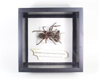 Lot 384: Brazilian Orange-Banded Tarantula w/Mouse Taxidermy. An Acanthoscurria juruenicola spider mounted with a mouse in a deep shadow box display case. Tarantula positioned as if just captured the mouse. Label underneath with species name. 

Dimensions are 11.25 in h x 11.25 in w x 4.5 in d. Condition is very good/excellent. Please call or email for a detailed condition report.