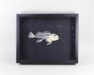 Lot 385: Marbled Hawkfish Skeleton Taxidermy in Shadow Box Case. The skeleton of the Marbled Hawkfish, Cirrhitus pinnulatus, mounted in shadowbox display case. The black backing and frame provides a nice contrast to the white skeleton. Labeled on the back.

Dimensions are 12 in h x 15 in w x 2.75 in d. Condition is very good to excellent. Please call or email for a detailed condition report.