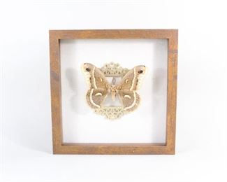 Lot 386: Mounted Saturniidae Moth in Shadow Box,Taxidermy. A large moth of the Saturniidae family. Mounted on a natural white fabric backing on top of a golden decorative ornament. In a shadow box with a wooden frame.

Dimensions are 10 in h x 10 in w x 1.75 in d. Condition is very good to excellent. Please call or email for a detailed condition report.