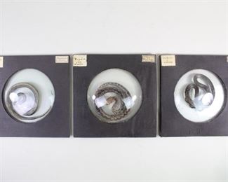 Lot 387: 3 Antique French Preserved Snakes in Glass Domes. Each fascinating specimen is housed in a flattened round glass dome and labeled with the species name in French and Latin. Includes:
couleuvre a cubes, Topidonotus Xesselatus, or Dice Snake,
Vipere des Sables, Vipera Ammodytes, or the venomus Sand Adder,
and Couleuvre a collier, Tropidonotus natrix, or Grass Snake.
Each comes in its original cardboard box.
Dimensions of each are 8 in h x 8 in w x .75 in d. Boxes are 9 in h x 9 in w x 1.5 in d. Condition is good with wear to casings and discoloration & wear to labels. Please call or email for a detailed condition report.